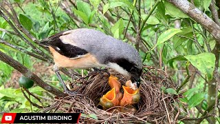 Fresh big Meat for the baby  Bird Feeding [upl. by Grosmark]