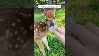 The kind police officer rescued a fawn lying by the roadside and then animalshorts deer [upl. by Jehanna]