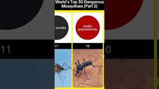 Worlds Top 30 Dangerous Mosquitoes Part 2 mhghous mosquito [upl. by Boyes]