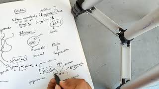 ADRENOCORTICAL HORMONES VERY IMPORTANT MSH relationch 78 guyton part 7 [upl. by Hgielrak]