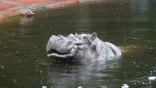 Nijlpaarden Hermien en Imani Hippos  Zoo Antwerpen 2024 [upl. by Ahcurb]