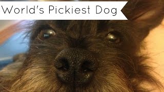 The Worlds Pickiest Dog Spits Out Blue Buffalos Life Bits [upl. by Hugo]