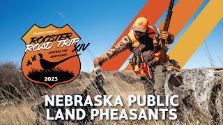 Nebraska Public Land Pheasants  2023 Rooster Road Trip Ep 4 [upl. by Ajoop262]