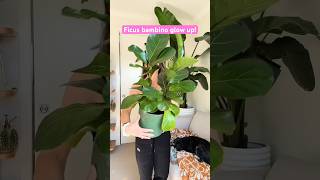 Ficus lyrata bambino now amp then plantgoals plants ficusplant plantmoma [upl. by Geraud]