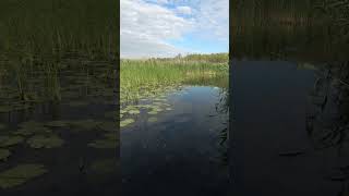 Spring in the Danube Delta biosphere reserve amazing wildlife 2024 nature video [upl. by Evangelist157]