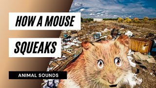 How A Mouse Squeaks  Sound Effect  Animation [upl. by Atnas]