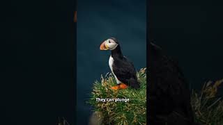 The Adorable Puffin Nature’s Cutest Seabird animals facts [upl. by Julita]