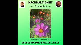 Sonnenhut ohne Sonnenbrand wwwschmidtchenservices YT092024 [upl. by Dnomed]