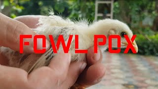 Fowl Pox Vaccination of 2 Weeks Old Chicks [upl. by Annawoj]