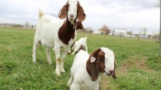 Dozens of baby goats  kids  jumping yelling and playing  HD footage [upl. by Jillie708]