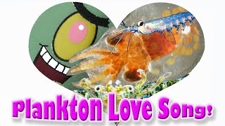 Plankton Love Song phytoplankton zooplankton ocean food chain for kids [upl. by Ellene]