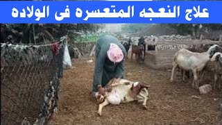 كيف تلد النعجه المتعسره ومتي يجب علي الراعي التدخلTreatment of dystocia in sheep [upl. by Akcir533]