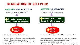 Enzyme Linked Receptors  Nervous system physiology  NCLEXRN  Khan Academy [upl. by Anaes]