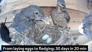 From laying eggs to leaving nest 30 days in 20 min  Blackbird nest camera [upl. by Alleirbag]