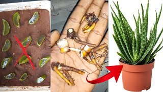 How to grow aloe vera from rooting cutting  plants ideas and ideas [upl. by Demodena236]