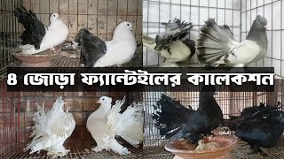 Fantail Pigeon Price In Bangladesh  বিভিন্ন রংয়ের ফ্যান্টেইল কবুতর সংগ্রহ করুন  রাজবাড়ী জেলা [upl. by Neraj]