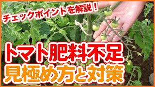 家庭菜園や農園のトマト栽培で肥料不足の見極めと対策！トマトを成功させる追肥のコツや液肥の使い方など徹底解説！Measures against tomato fertilizer shortage [upl. by Son378]