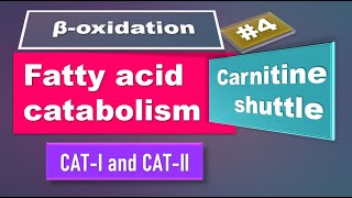 Carnitine shuttle Fatty acid oxidation Part 4 biochemistry [upl. by Anaic628]