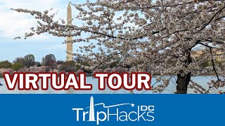 Washington DC Cherry Blossom 2023 Virtual Tour 🌸 4K Narrated [upl. by Scornik640]