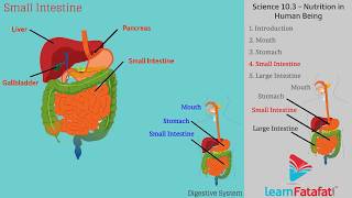 Human Digestive System Class 10 [upl. by Anohs387]