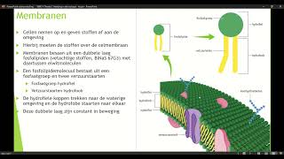 Klas 4 VWO Thema 1 Inleiding in de biologie basisstof 4 organellen deel 4 [upl. by Safko]