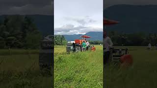 harvest time of rice rice harvesting [upl. by Auos525]