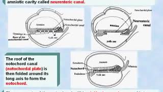 20 General Embryology Development of Notochord [upl. by Jezabella343]