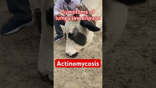 Actinomycosis l lumpy jaw l dr Umar Khan [upl. by Eduardo]