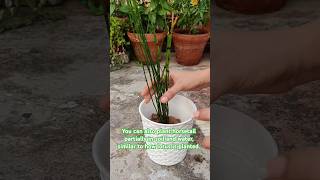 Replanting horsetail for a fresh start🎍shorts plants ytshorts indoorplants horsetail trending [upl. by Lila]