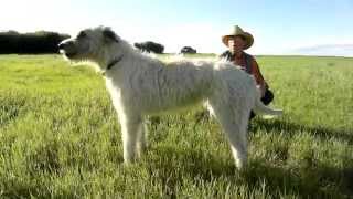 Roger and Cleo the Wolfhound howling at horses [upl. by Curr223]