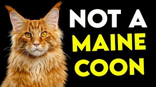 How to Tell If Your Cat Is a MAINE COON ULTIMATE Guide [upl. by Eruza]