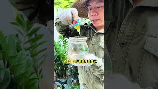 多肉过完夏季多数已经没活力了，你要重新激活它的生长花卉绿植多肉盆栽 [upl. by Siol]