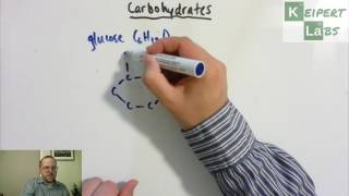 Introduction to Carbohydrates [upl. by Adamsun]