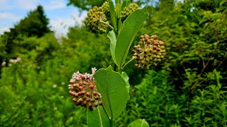 Is Common Milkweed Invasive [upl. by Kayley]