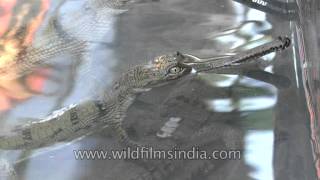 Gharial Breeding and rehabilitation at Crocodile Centre in Deori Morena [upl. by Ennaus]