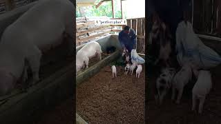 What a day Weaning Phase 1 farming agriculture pigs piggery pigfarm piggies [upl. by Herr]