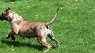 Presa Canario Attacks  Bearclaw Kennels [upl. by Aeel]