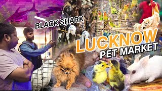 Lucknow Pet Market Tour  Yaha Par To Sab Kuch Milta Hai 😱 [upl. by Arries]