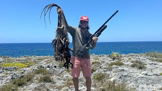 IGUANA Hunting An ISLAND With AIRGUNS Catch Clean Cook [upl. by Alaunnoif]