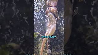 Natures Marvel Male Seahorses Giving Birth [upl. by Notsag]