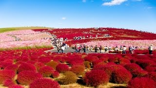 Hitachi Seaside Hitachinaka Ibaraki Japan  Hitachi Seaside Park 国営ひたち海浜公園 [upl. by Brunk]