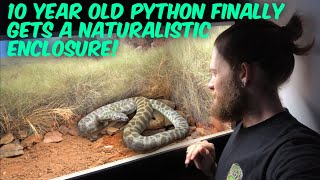 My 10 Year Old Stimson’s Python Gets His First Vivarium [upl. by Felske]