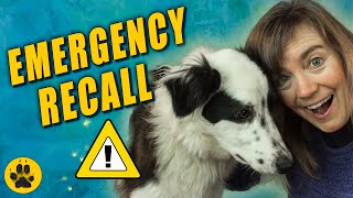 Emergency Recall Dog Training [upl. by Eycats]