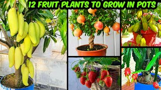 गमले में ढेर सारे फल देने वाले 12 फ्रूट प्लांट  Fruit Plants To Grow In Pots amp Get Lots Of Fruits [upl. by Yc]