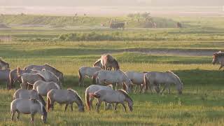 Wild horses Koniks Red deer Heck cattle and the Sea eagle 2552024 [upl. by Elison]