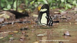 キオビアゲハ Papilio torquatus [upl. by Pestana]