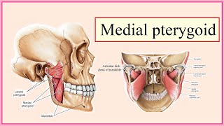 medial pterygoid [upl. by Erehc]