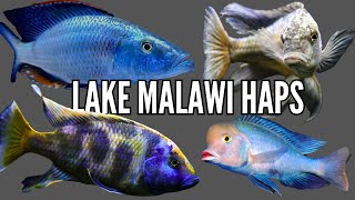 Top 10 Favorite Lake Malawi Haplochromis Cichlids [upl. by Caralie755]