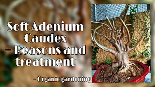 Soft Adenium Caudex  reasons and treatments [upl. by Chrisy]