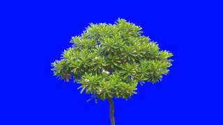 tropical plant in blue screen free stock footage [upl. by Kalagher]